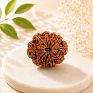 11 Mukhi Rudraksha — Original Nepali Bead