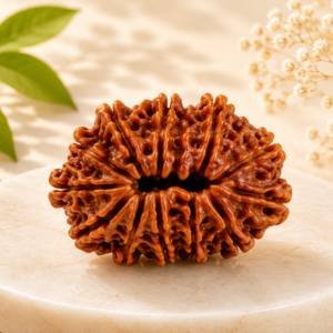 12 Mukhi Rudraksha — Original Nepali Bead