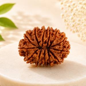 13 Mukhi Rudraksha — Original Nepali Bead