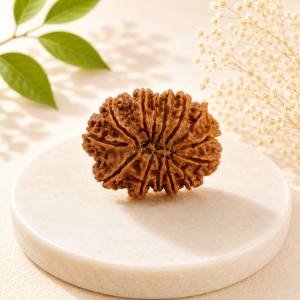 14 Mukhi Rudraksha — Original Nepali Bead