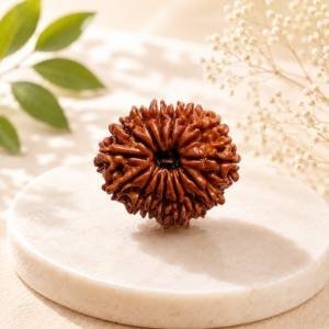 15 Mukhi Rudraksha — Original Nepali Bead