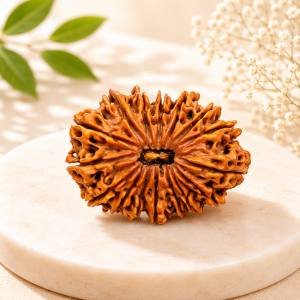 17 Mukhi Rudraksha — Original Nepali Bead