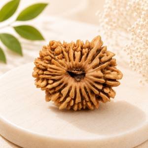 18 Mukhi Rudraksha — Original Nepali Bead
