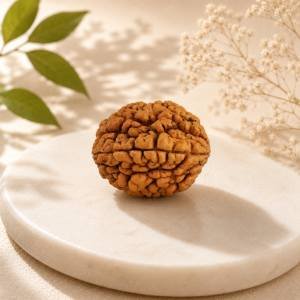 2 Mukhi Rudraksha — Original Nepali Bead