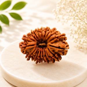 20 Mukhi Rudraksha — Original Nepali Bead