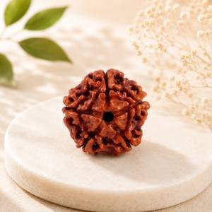 5 Mukhi Rudraksha — Original Nepali Bead