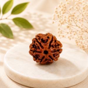 6 Mukhi Rudraksha — Original Nepali Bead