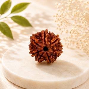 7 Mukhi Rudraksha — Original Nepali Bead