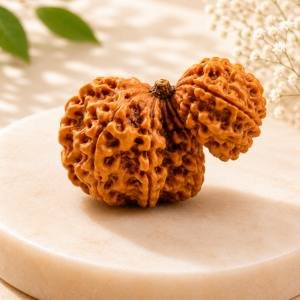 Trijuti Rudraksha — Three Naturally Joined Beads